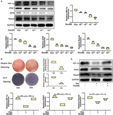 HIF-1α Regulates Glucocorticoid-Induced Osteoporosis Through PDK1/AKT/mTOR Signaling Pathway